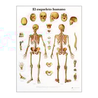 Lámina de anatomía: Esqueleto humano